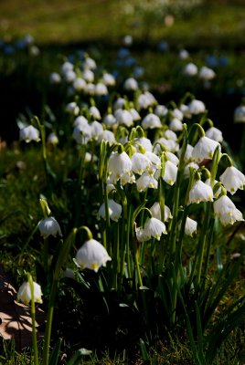 Leucojum vernum - bledule jarní (119) - lokalita U pěti dubů